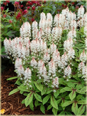 Tiarella Spring Symphony Tiarella