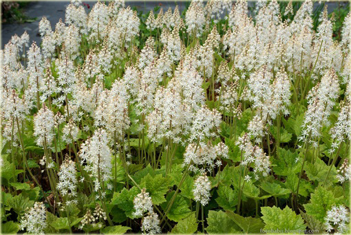 Tiarella Wherry'ego Tiarella wherryi