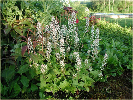 Tiarella Wherry'ego Tiarella wherryi
