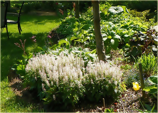 Tiarella Wherry'ego Tiarella wherryi