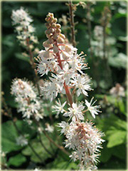 Tiarella Wherry'ego Tiarella wherryi