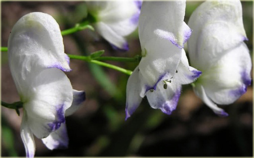 Tojad Cammarum Eleonora Aconitum cammarum Eleonora