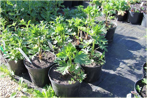 Tojad Cammarum Eleonora Aconitum cammarum Eleonora