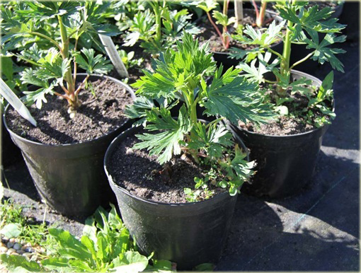 Tojad Cammarum Eleonora Aconitum cammarum Eleonora