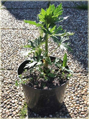 Tojad Cammarum Eleonora Aconitum cammarum Eleonora