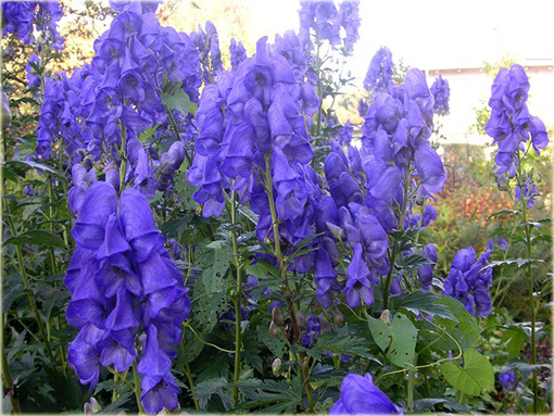 Tojad Carmichaela Arendsii Aconitum carmichaelii arendsii