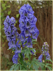 Tojad Carmichaela Arendsii Aconitum carmichaelii arendsii