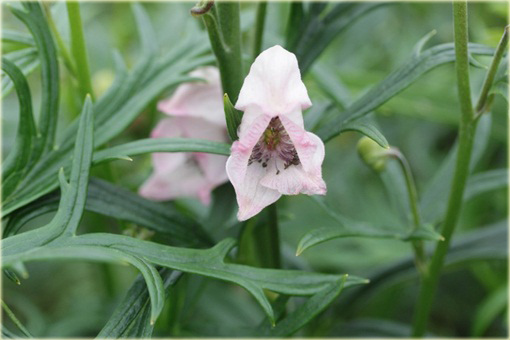 Tojad mocny Rubellum Aconitum napellus Rubellum