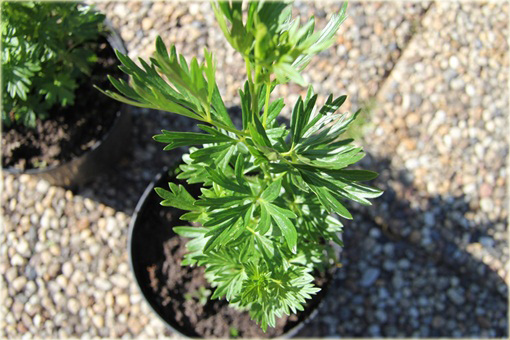 Tojad mocny Rubellum Aconitum napellus Rubellum