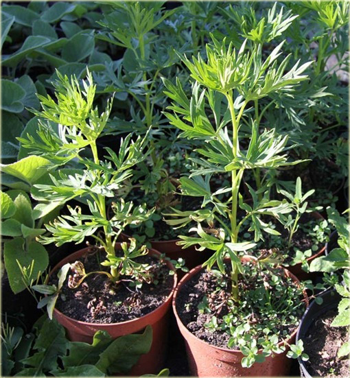 Tojad mocny Schneewittchen Aconitum napellus