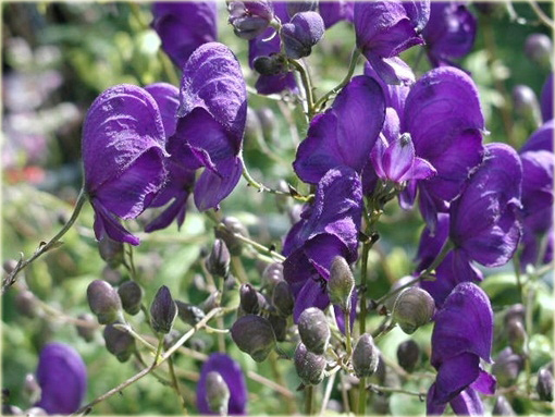 Tojad Sparks Variety Aconitum henryi Sparks Variety