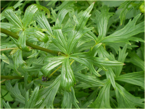 Tojad Sparks Variety Aconitum henryi Sparks Variety