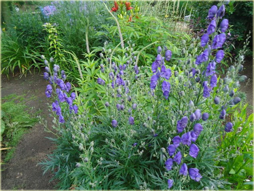 Tojad Sparks Variety Aconitum henryi Sparks Variety