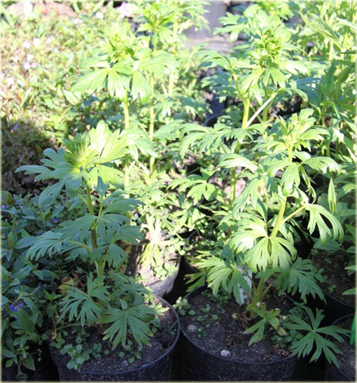 Tojad Sparks Variety Aconitum henryi Sparks Variety