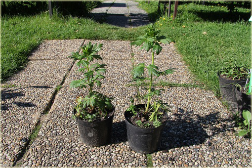 Tojad Sparks Variety Aconitum henryi Sparks Variety