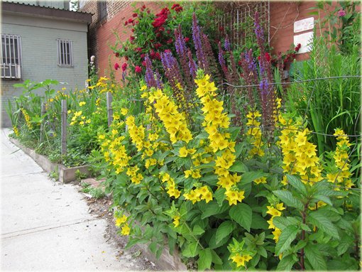 Tojeść kropkowana Lysimachia punctata