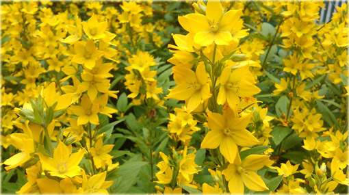 Tojeść kropkowana Lysimachia punctata