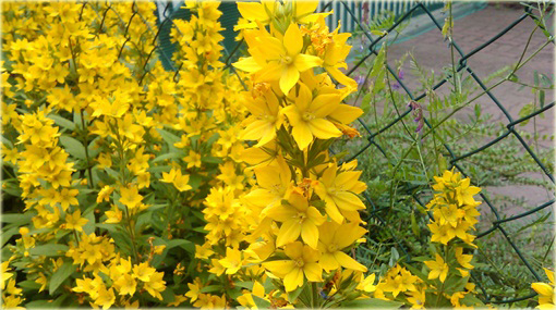 Tojeść kropkowana Lysimachia punctata