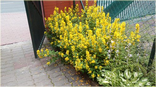 Tojeść kropkowana Lysimachia punctata