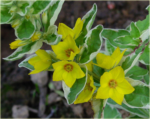 Tojeść kropkowana Variegata Lysimachia punctata Variegata