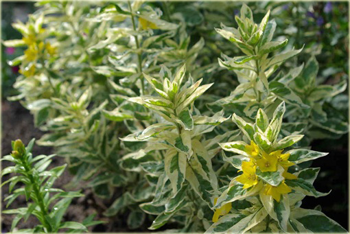 Tojeść kropkowana Variegata Lysimachia punctata Variegata