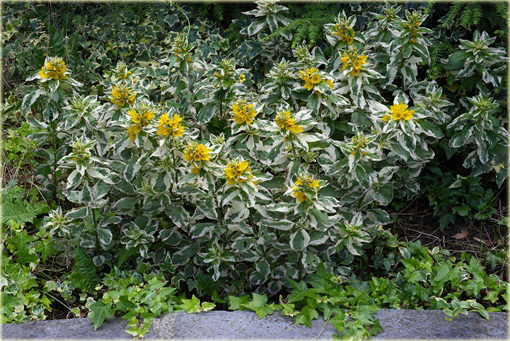 Tojeść kropkowana Variegata Lysimachia punctata Variegata