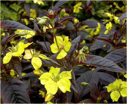 Tojeść orzęsiona Firecraker Lysimachia ciliata