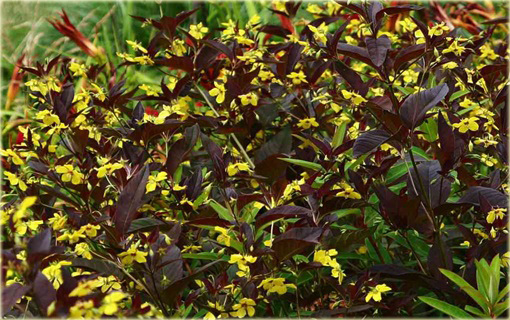 Tojeść orzęsiona Firecraker Lysimachia ciliata