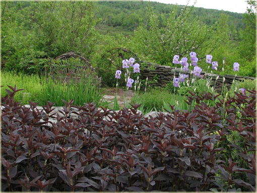 Tojeść orzęsiona Firecraker Lysimachia ciliata
