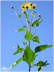 Topinambur, Słonecznik bulwiasty Helianthus tuberosus

