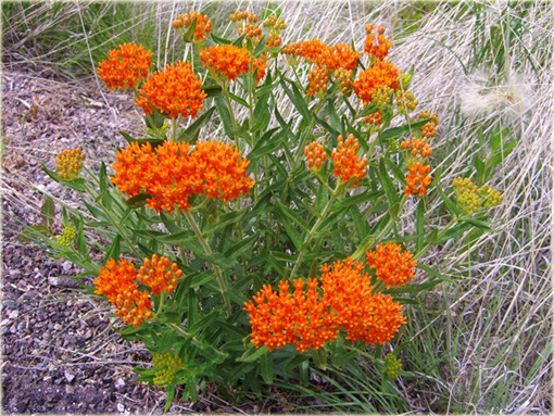Trojeść bulwiasta Asclepias tuberosa
