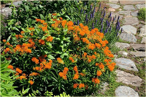 Trojeść bulwiasta Asclepias tuberosa