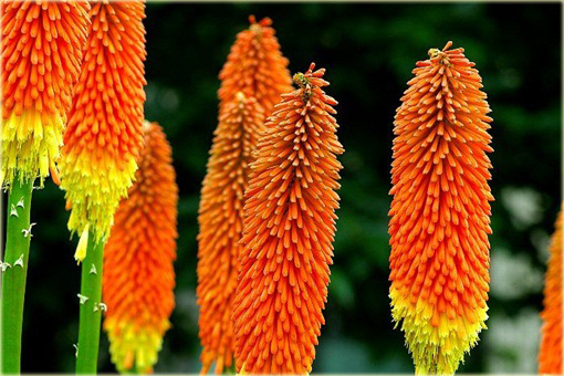 Trytoma Royal Castle Kniphofia uvaria