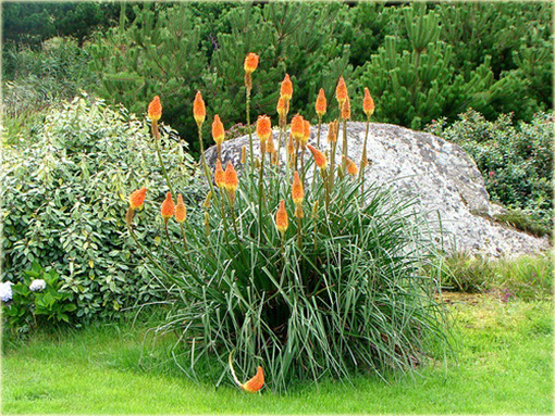 Trytoma Royal Castle Kniphofia uvaria