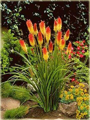 Trytoma Royal Castle Kniphofia uvaria
