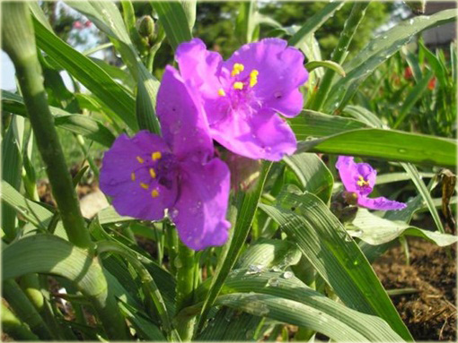 Trzykrotka Tradescantia x andersoniana