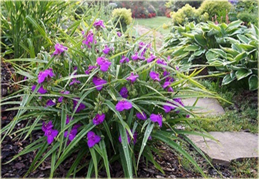 Trzykrotka Tradescantia x andersoniana