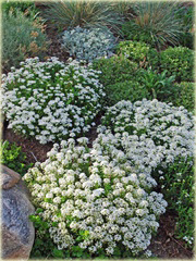 Ubiorek wiecznie zielony Iberis sempervirens