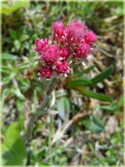 Ukwap dwupienny Antennaria dioica