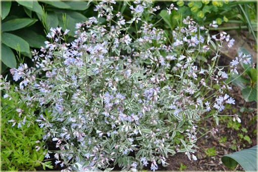 Wielosił rozesłany Touch of Class Polemonium reptans