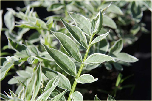 Wielosił rozesłany Touch of Class Polemonium reptans