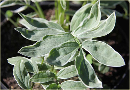 Wielosił rozesłany Touch of Class Polemonium reptans