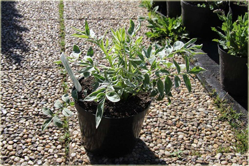 Wielosił rozesłany Touch of Class Polemonium reptans