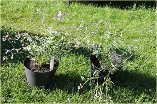 Wielosił rozesłany Touch of Class Polemonium reptans