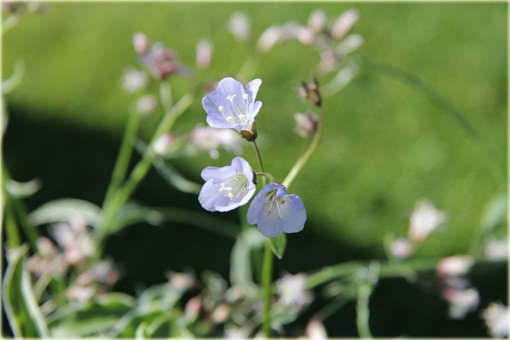 Wielosił rozesłany Touch of Class Polemonium reptans
