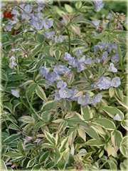 Wielosił rozesłany Touch of Class Polemonium reptans