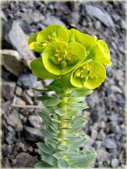 Wilczomlecz mirtowaty Euphorbia myrsinites