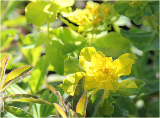 Wilczomlecz złocisty Euphorbia epithymoides