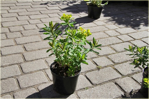 Wilczomlecz złocisty Euphorbia epithymoides