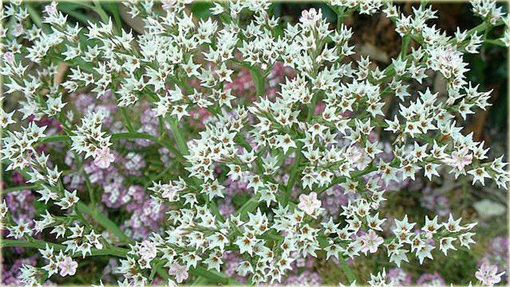 Zatrwian tatarski Goniolimon tataricum